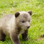 5000 eur za mlada medveda predavaneho na internete