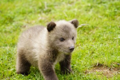 5000 eur za mlada medveda predavaneho na internete