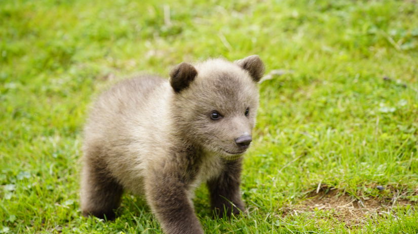 5000 eur za mlada medveda predavaneho na internete