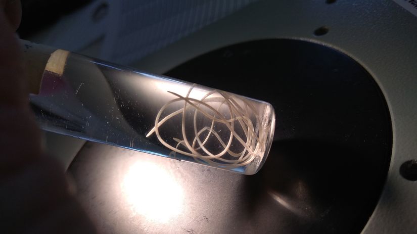 Aj komar moze preniest cerva v oku