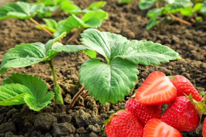 Ako sa postarat o jahodovisko po zbere