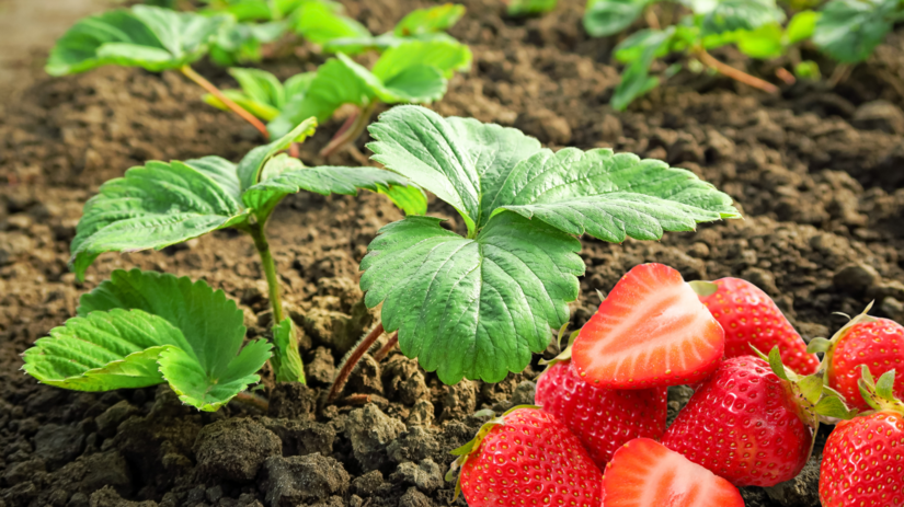 Ako sa postarat o jahodovisko po zbere