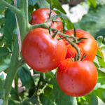 Co sa deje s rajcinami po dazdi