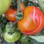 Jednoduchy trik na pevne rajciny