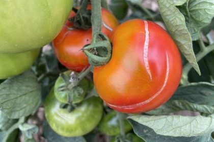 Jednoduchy trik na pevne rajciny