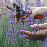 Levandula rozkvitne dvakrat ak ju spravne zrezete