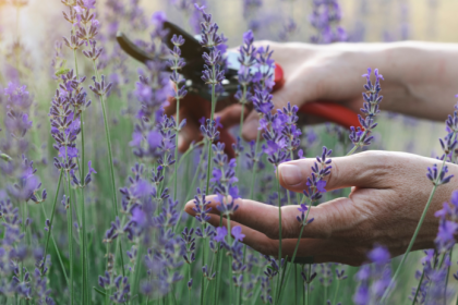 Levandula rozkvitne dvakrat ak ju spravne zrezete