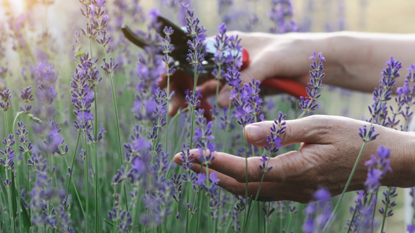 Levandula rozkvitne dvakrat ak ju spravne zrezete