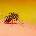 Novy virus sa siri ako pred 20 rokmi Chikungunya dorazila do Europy a WHO varuje pred globalnou katastrofou