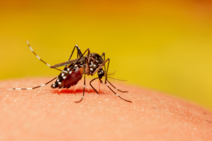 Novy virus sa siri ako pred 20 rokmi Chikungunya dorazila do Europy a WHO varuje pred globalnou katastrofou