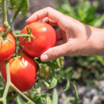 Pomaha skutocne proti smradlavym bzdocham