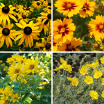 Tip na vysadbu slnecny zahon pre pochmurne dni