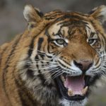 Beru aj kone Danska zoo ziada ludi o darovanie zvierat