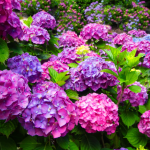 Hortenzie nekvitnu Chyby ktore oberaju kriky o kvety