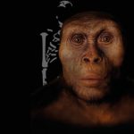 Lucy a Selam po prvykrat v Europe Praha vystavi miliony rokov stare pozostatky predkov cloveka