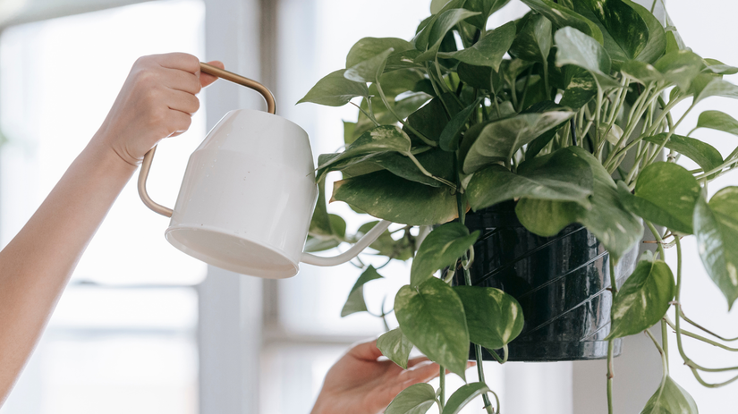 Odchadzate na dovolenku Tieto 4 triky udrzia izbovky nazive