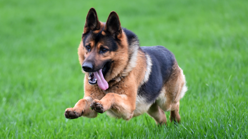 Pes napadol dvoch muzov jedneho museli previezt vrtulnikom