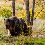 Pri Spisskych Vlachoch sa potuluje medved pri Kremnici zranena selma