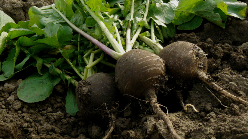 Volne hriadky po zbere Skuste redkev