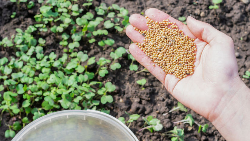 Jesenny trik nahradi hnoj a chemiu