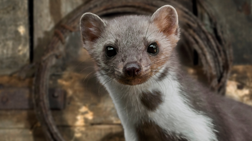 Kuna v dome alebo aute Ako ju odplasit bez nakladov