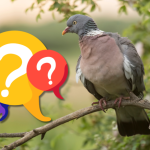 Kv Xpoznate menej zname vtaky Slovenska