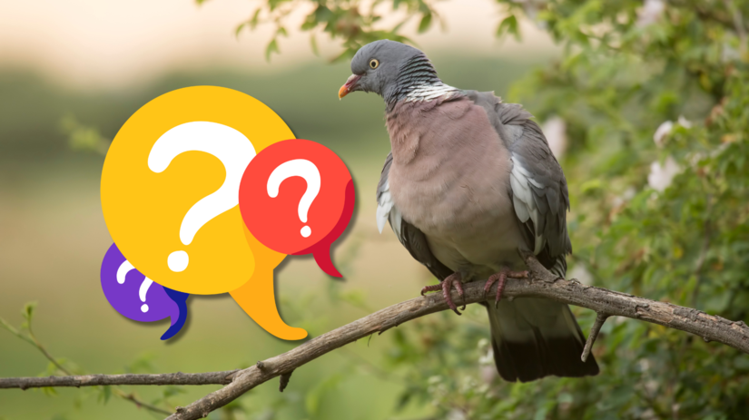 Kv Xpoznate menej zname vtaky Slovenska