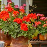 Muskaty na jesen potrebuju iny rezim starostlivosti