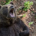 Na Hornej Nitre medved napadol muza zraneny v nemocnici