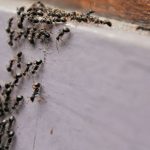 Priroda opat prekvapila vedcov Mravcia kralovna vytvara robotnikov sama