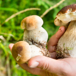 Vystava hub ukaze desiatky zivych exemplarov