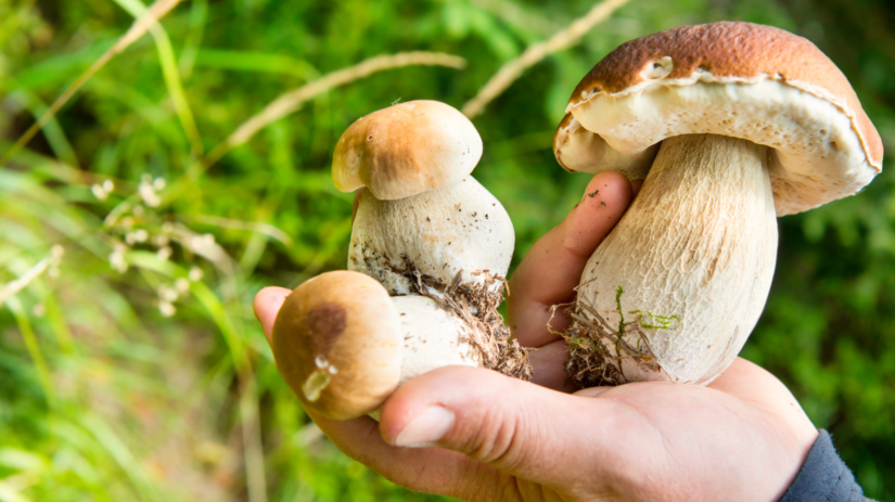 Vystava hub ukaze desiatky zivych