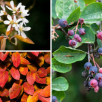 Chutne ovocie s liecivou silou na zdravie