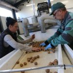 Orechy ako zivotna misia Toth premenil Filakovo na srdce biznisu