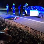 Pri Kosiciach sa auto zrazilo s losom dvaja zraneni