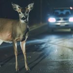 Ak musite radsej narazte do zveri