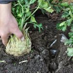 Kedy je zeler pripraveny na zber