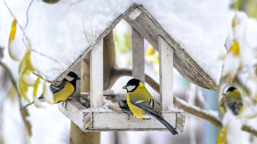 Krmidlo bez cistenia ohrozuje zivot vtakov