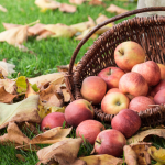 Mnohi to nechavaju na stromoch celu zimu