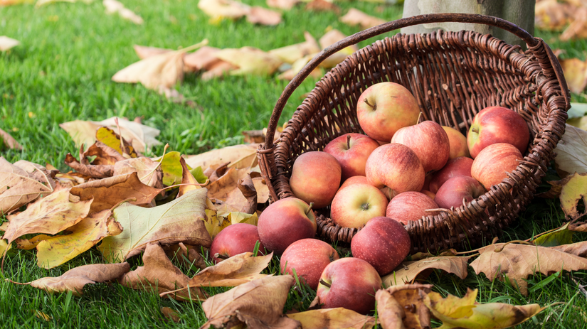 Mnohi to nechavaju na stromoch celu zimu