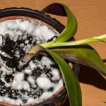 Trapi vas biely povlak v kvetinaci Pomoze kuchynsky trik