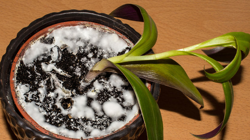 Trapi vas biely povlak v kvetinaci Pomoze kuchynsky trik