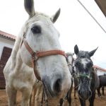 Z cisarskych dvorov do UNESCO biele kone z Topolcianok