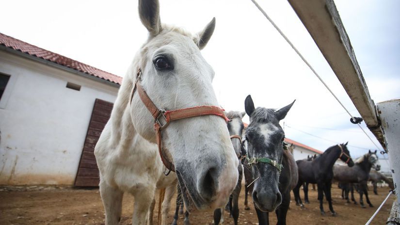 Z cisarskych dvorov do UNESCO biele kone z Topolcianok