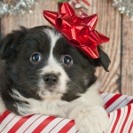 Darovanie psa pod stromcek uz nie je trend