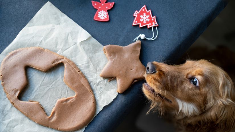 Ked sviatky koncia u veterinara psy najcastejsie otravi jedlo zo stola