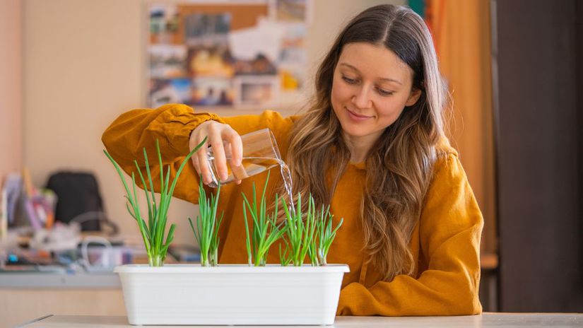 Ktory zeleninu a bylinky pestovat v zime