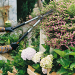 Najcastejsia chyba v zahrade Omladenie okrasnych kry