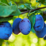 Rezanim sliviek k bohatemu plodu formy chyby a navod