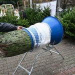 Vyberate zivy vianocny stromcek V roku 2025 ceny jedli presiahnu 150 eur